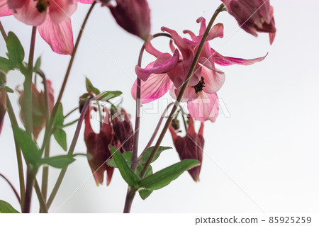 A blooming pink Aquilegia vulgaris. Volumbine bell flowers on a white background 85925259