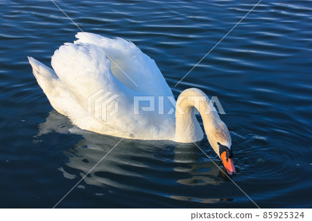 Portrait of a graceful white swan swimming on a blue lake. A beautiful white bird, Latin name Cygnus olor, drinking water from a river, lake, pond. A duck family. White wings, magnificent plumage.  85925324