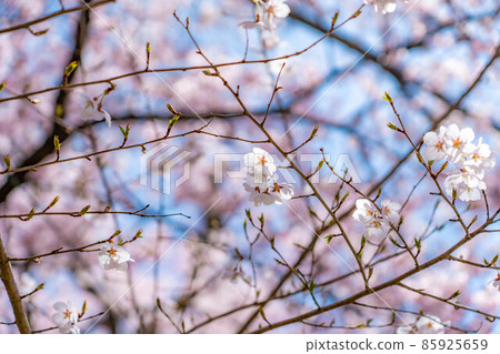 世界上第一朵櫻花在高遠城跡公園綻放[長野縣] 85925659