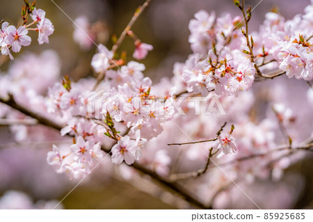 世界上第一朵櫻花在高遠城跡公園綻放[長野縣] 85925685