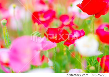 Early summer poppy field in full bloom [Nagano Prefecture] 85925728