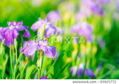 Ayame flower in full bloom in early summer [Nagano Prefecture] 85925772
