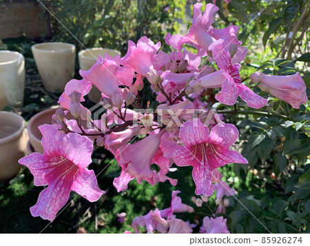 Blooming creeper Podranea Ricasoli 85926274