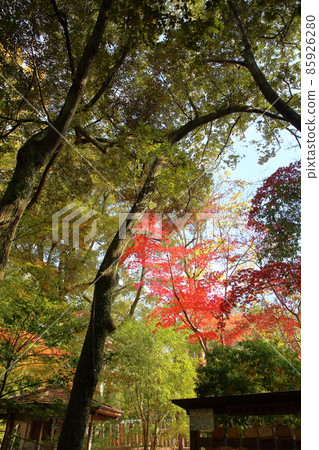 明亮的秋葉Irohamomiji 明亮的秋葉Irohamomiji 85926280