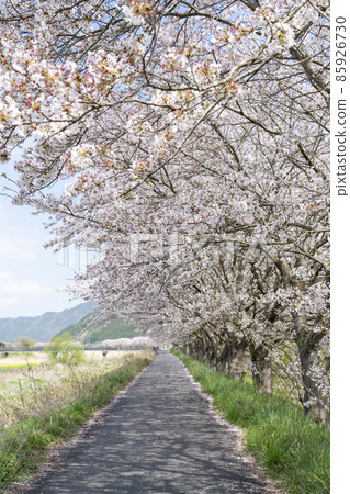 A row of cherry blossom trees on the Tamba Kakogawa bank A row of cherry blossom trees on the Tamba Kakogawa bank 85926730