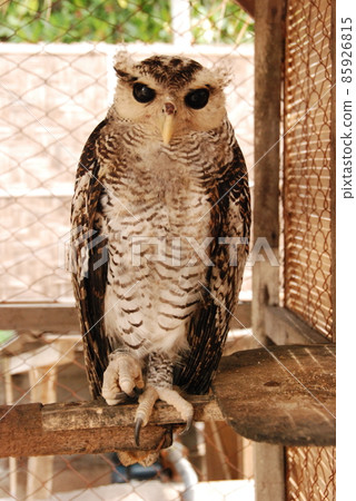 Owl (Turtle Island / Bali / Indonesia) Owl (Turtle Island / Bali / Indonesia) 85926815