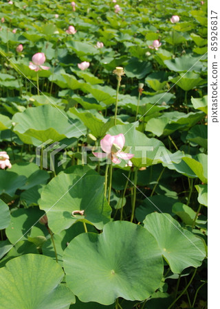 男鹿蓮田的蓮田（西谷池/Kojindani歷史公園/島根縣出雲市冰川町） 85926817