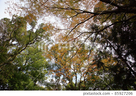 Colored miscellaneous leaves 85927206