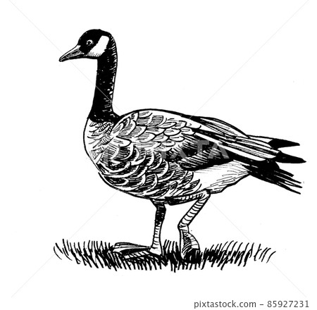 Wild Canadian goose. Ink black and white drawing 85927231