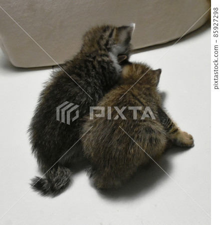 Protected abandoned cats 3 weeks old, kitten brothers, back view Protected abandoned cats 3 weeks old, kitten brothers, back view 85927298
