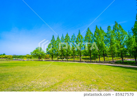 Metasequoia in Uchiage River flood control Metasequoia in Uchiage River flood control 85927570