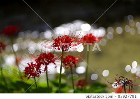 A cluster amaryllis that blooms on the river side A cluster amaryllis that blooms on the river side 85927791