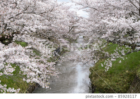 Tamba Kuroi River cherry blossoms 85928117