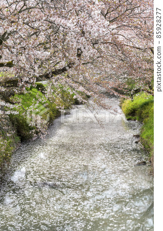 Tamba Kuroi River cherry blossoms 85928277