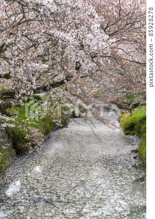 Tamba Kuroi River cherry blossoms Tamba Kuroi River cherry blossoms 85928278