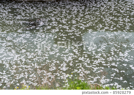Tamba Kuroi River cherry blossoms Tamba Kuroi River cherry blossoms 85928279
