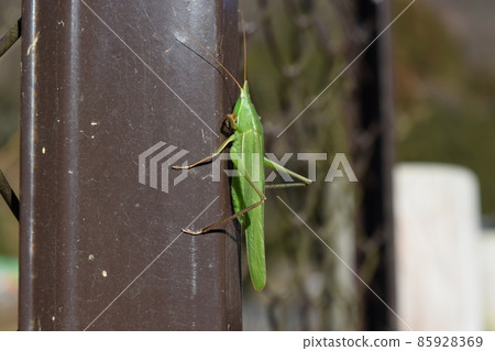 Kubikirigisu 85928369