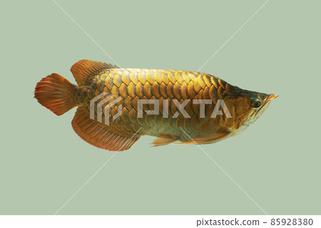 Arwana asia dragon fish Arwana asia dragon fish 85928380