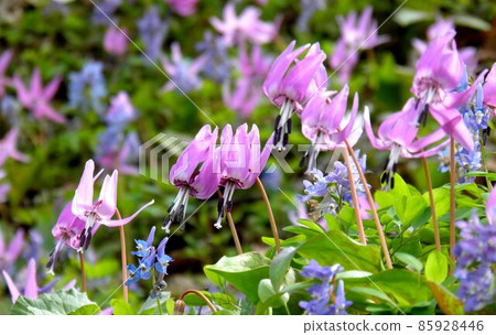 Niseko's Katakuri and Ezoengosaku 85928446