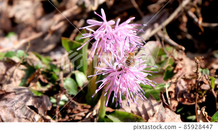 Heloniopsis orientalis on the plateau for the time being Heloniopsis orientalis on the plateau for the time being 85928447