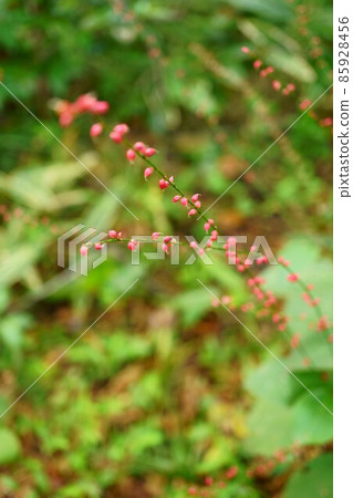 第2393章 水引 第2393章 水引 85928456