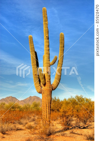 Desert Saguaro 85928470