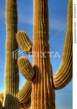 Desert Saguaro 85928473