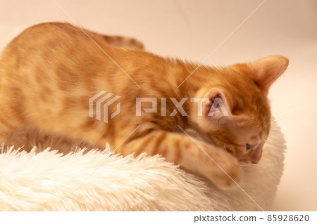 Bengal kitten of tea tiger in white bed Bengal kitten of tea tiger in white bed 85928620