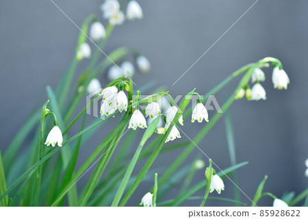 Ri Suzuo Ri Suzuo 85928622