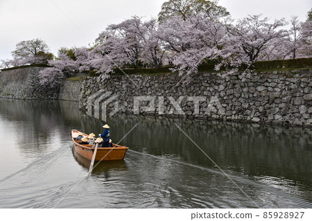 日本兵庫縣姬路市盛開的櫻花和穿過姬路城護城河的觀光船 船夫和戴著傳統帽子的遊客 85928927