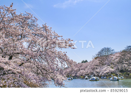 井之頭公園，東京，井之頭池塘，盛開的櫻花 85929015