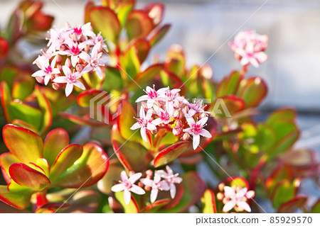 Jade plant flowers (winter) 85929570