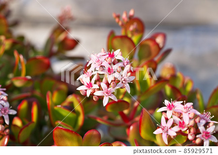 Jade plant flowers (winter) 85929571