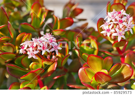Jade plant flowers (winter) - Stock Photo [85929573] - PIXTA