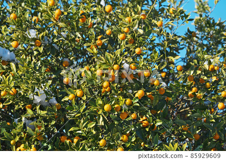 Orange kumquat fruit (winter) Orange kumquat fruit (winter) 85929609