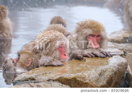 Jigokudani Yaen-Koen Monkey (Snow Monkey) Jigokudani Yaen-Koen Monkey (Snow Monkey) 85929686