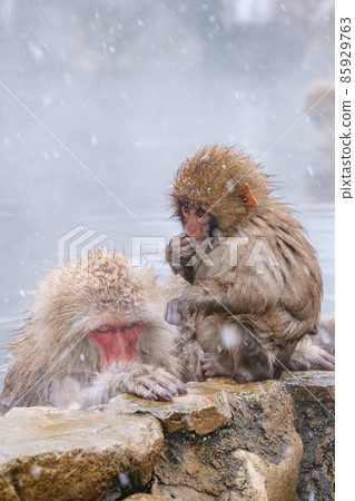 Jigokudani Yaen-Koen Monkey (Snow Monkey) Jigokudani Yaen-Koen Monkey (Snow Monkey) 85929763