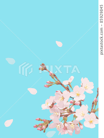 櫻花花瓣、櫻花樹枝、矢量數據 85929845