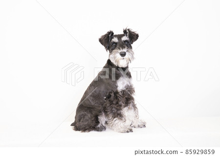 坐著的迷你雪納瑞犬 85929859