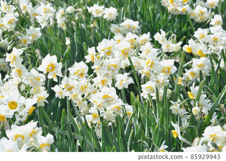 Narcissus 85929943