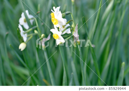 Narcissus 85929944