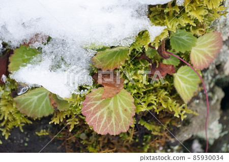 在雪下生長葉子的虎耳草匍匐莖 85930034