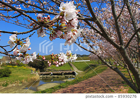 Road Station Tomiura Biwa Club Sakura Road Station Tomiura Biwa Club Sakura 85930276