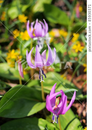 [Yunoshima, Aomori Prefecture] Erythronium japonicum flowers 85930371