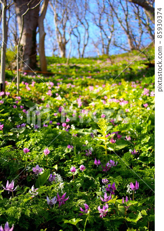 [青森縣湯之島] Erythronium japonicum 花 85930374