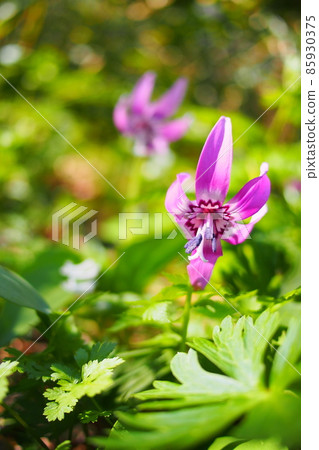 [青森縣湯之島] Erythronium japonicum 花 85930375