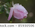 Snow on roses 85930506