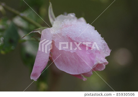 Snow on roses 85930506