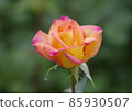 rose	 85930507