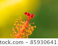 Hibiscus 85930641
